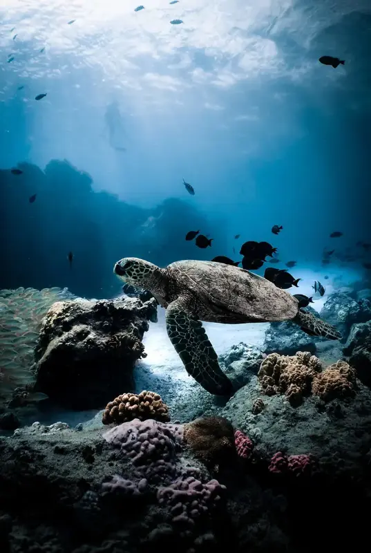 Fujairah Snorkeling Adventure