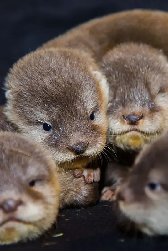 Dubai Aquarium and Underwater Zoo Otter Encounter
