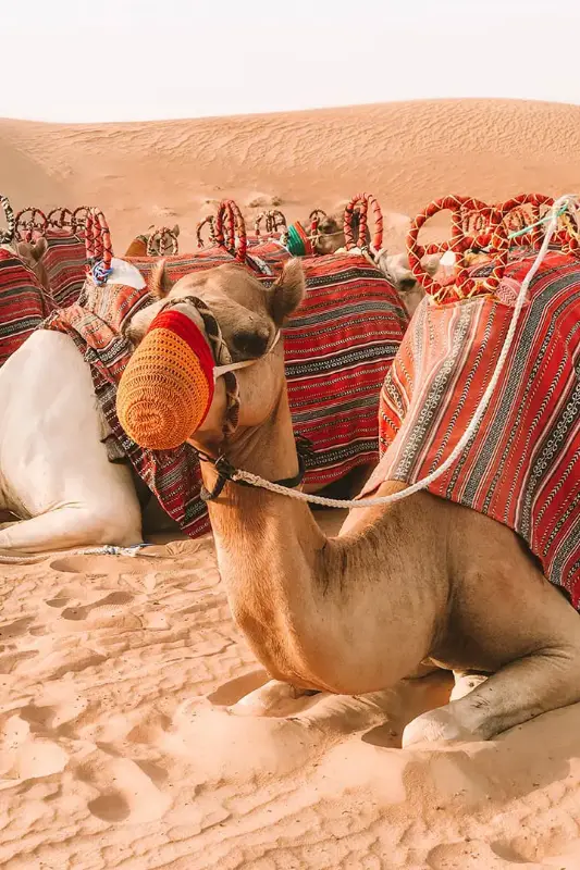  Desert Safari with Bus Pick Up